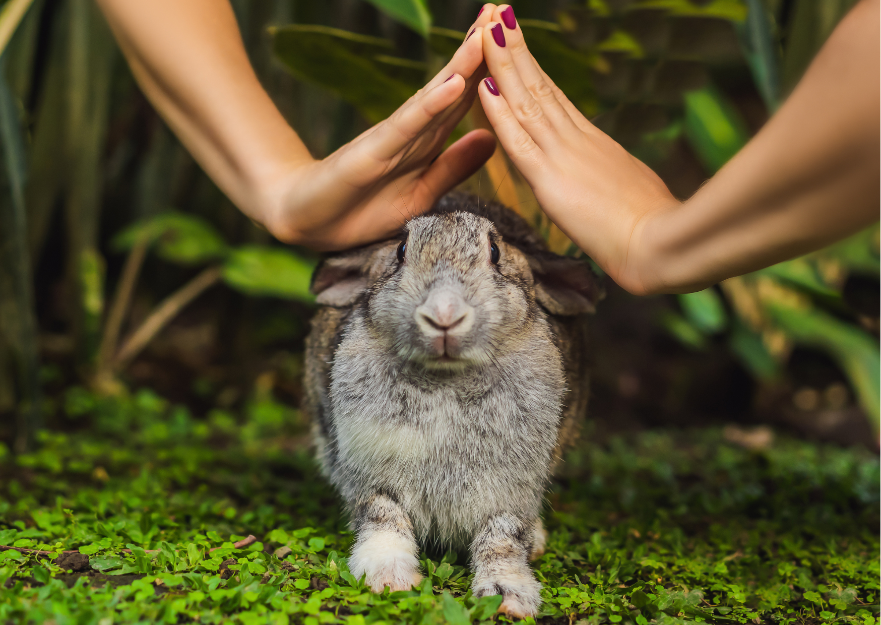Diferencia entre vegano y libre de crueldad animal